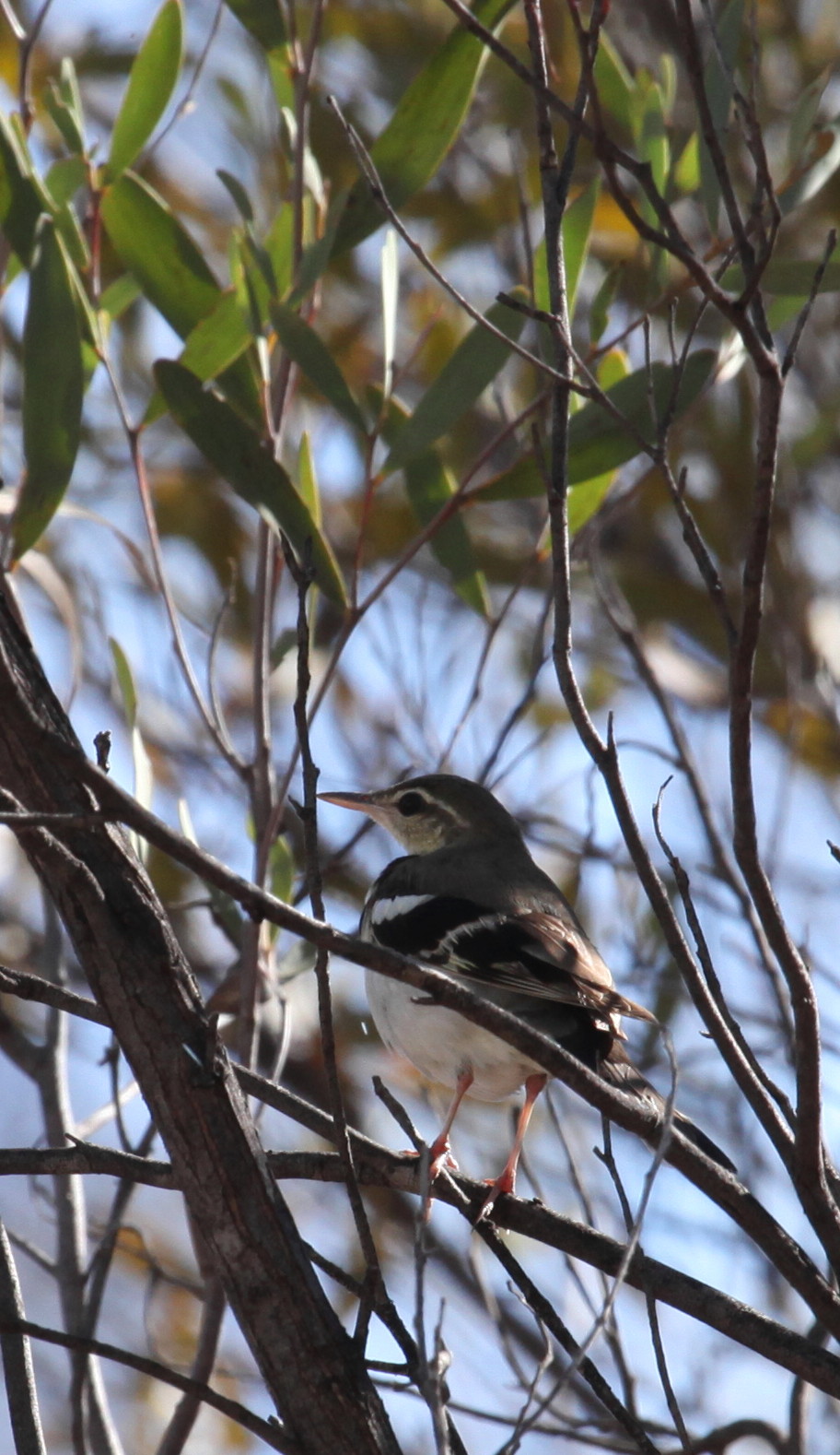 Forest Wagtail — Borneo wildlife, book, free download, jungle tour, bird, bird tour