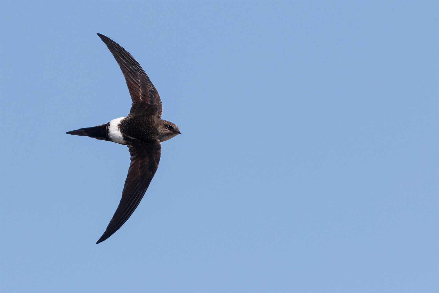 Pacific Swift — Borneo wildlife, book, free download, jungle tour, bird, bird tour