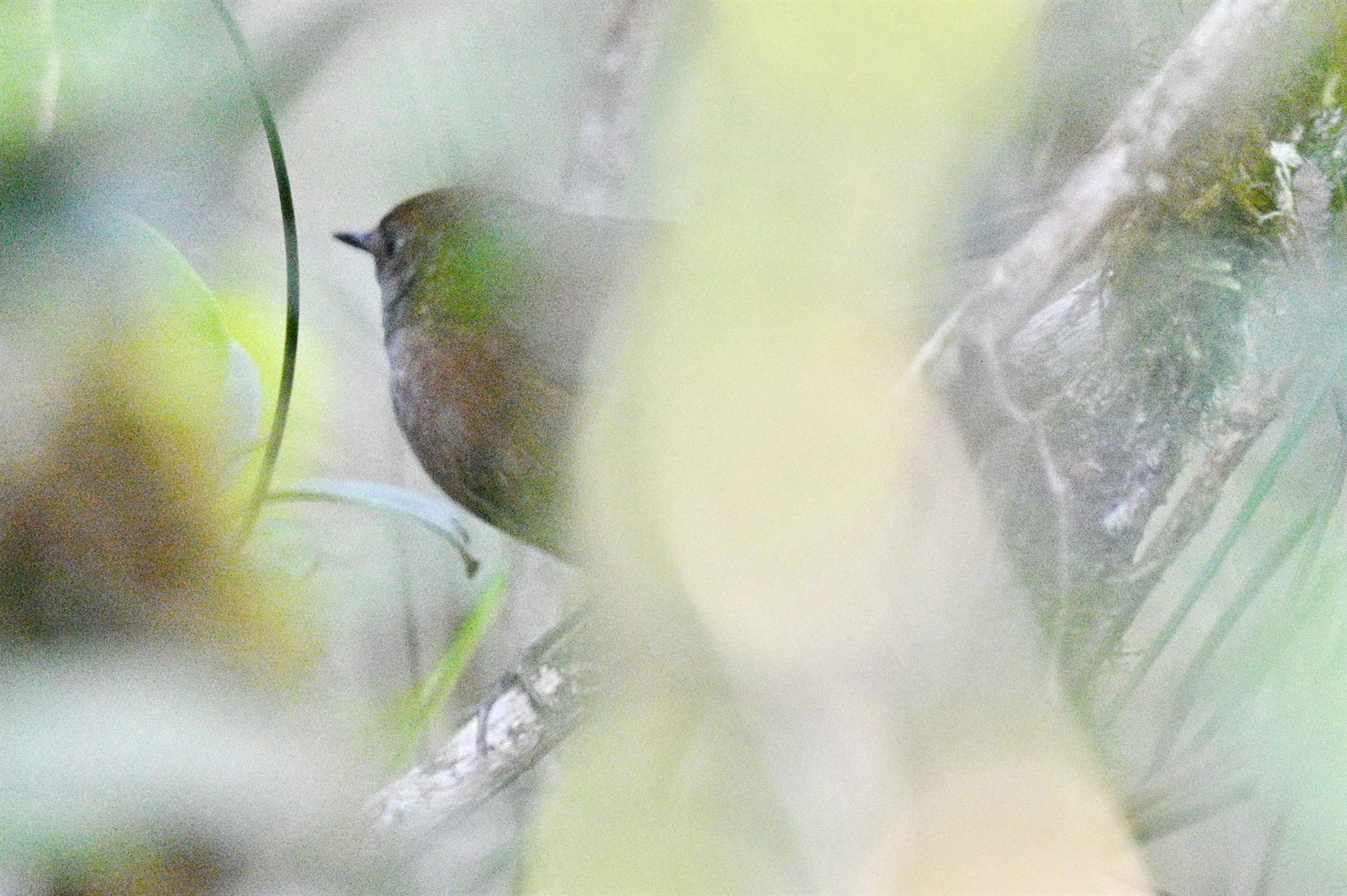 Friendly Bush Warbler — Borneo wildlife, book, free download, jungle tour, bird, bird tour