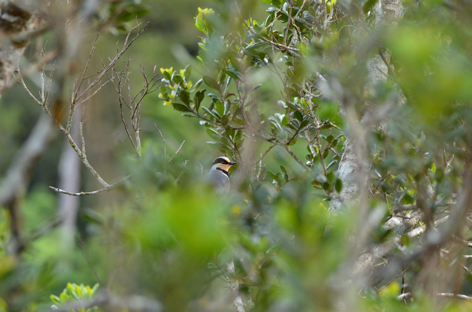 Fruit-hunter — Borneo wildlife, book, free download, jungle tour, bird, bird tour