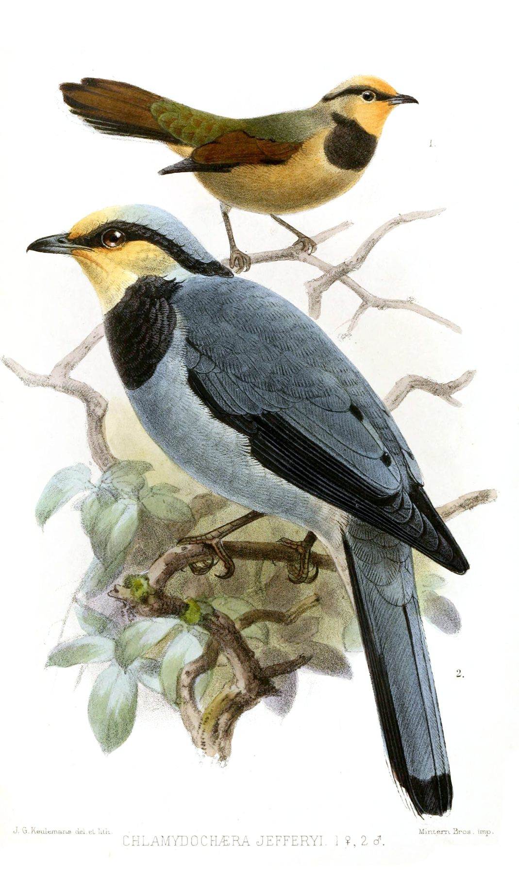 Fruit-hunter — Borneo wildlife, book, free download, jungle tour, bird, bird tour