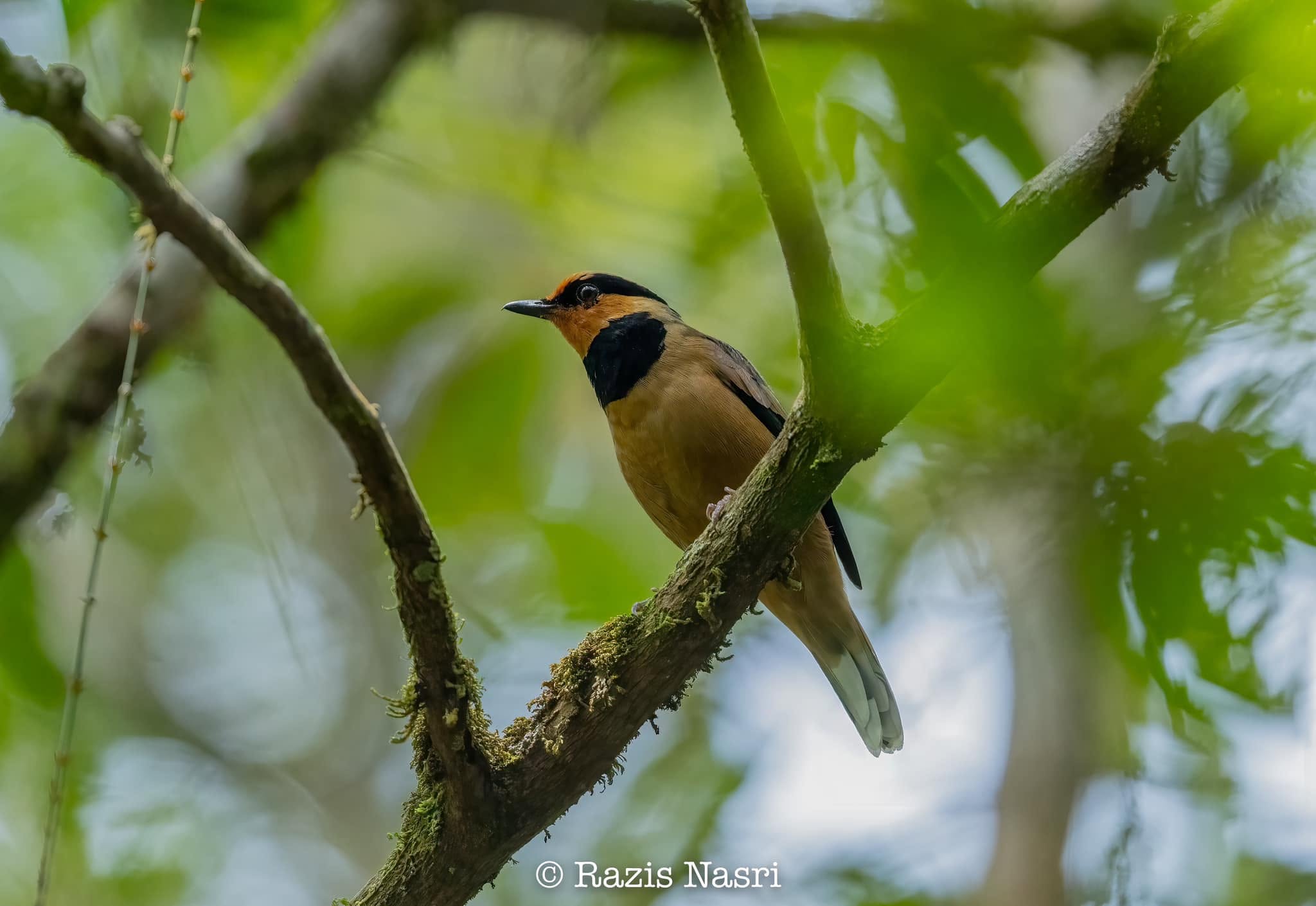 Fruit-hunter — Borneo wildlife, book, free download, jungle tour, bird, bird tour