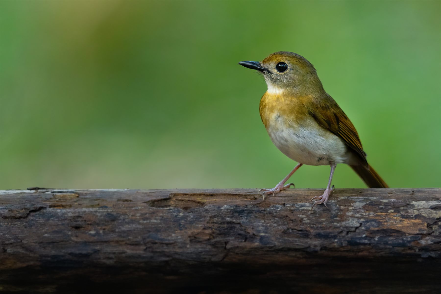 Fulvous-chested Jungle Flycatcher — Borneo wildlife, book, free download, jungle tour, bird, bird tour
