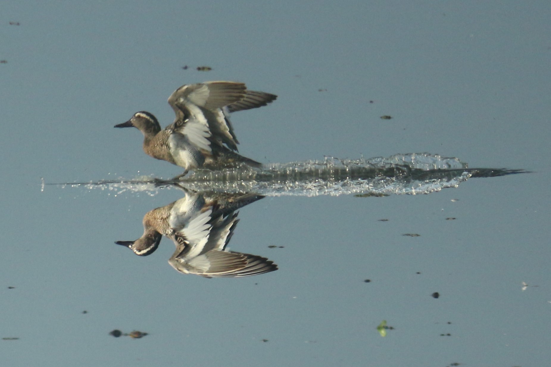 Garganey — Borneo wildlife, book, free download, jungle tour, bird, bird tour