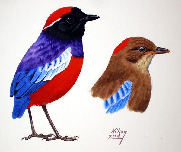 Garnet Pitta — Borneo wildlife, book, free download, jungle tour, bird, bird tour