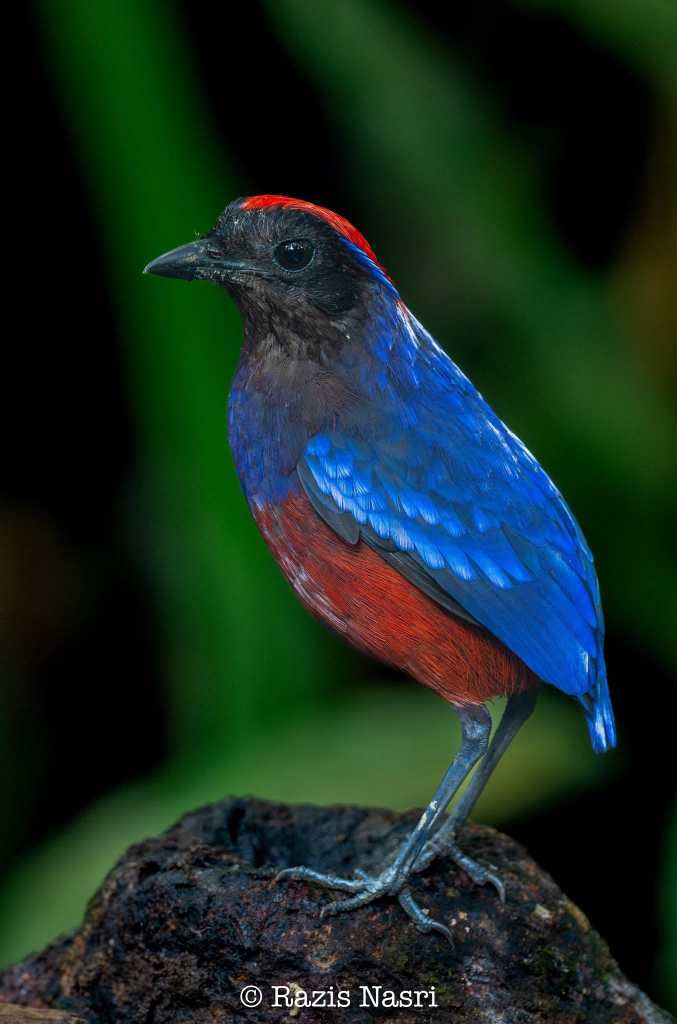 Garnet Pitta — Borneo wildlife, book, free download, jungle tour, bird, bird tour