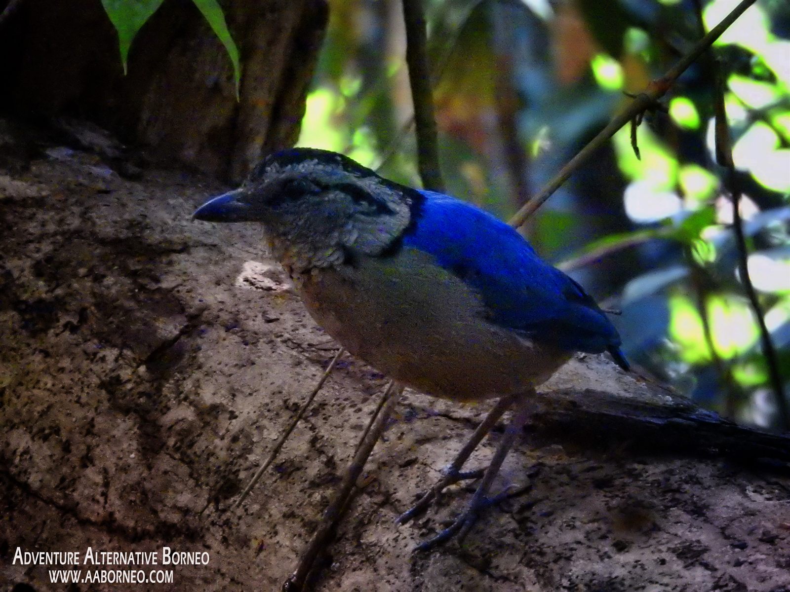 Giant Pitta — Borneo wildlife, book, free download, jungle tour, bird, bird tour