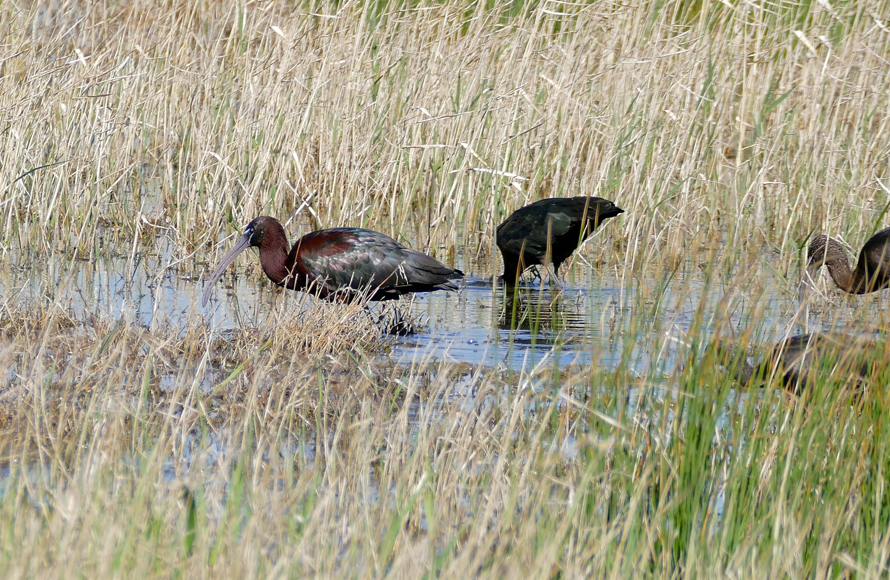 Glossy Ibis — Borneo wildlife, book, free download, jungle tour, bird, bird tour