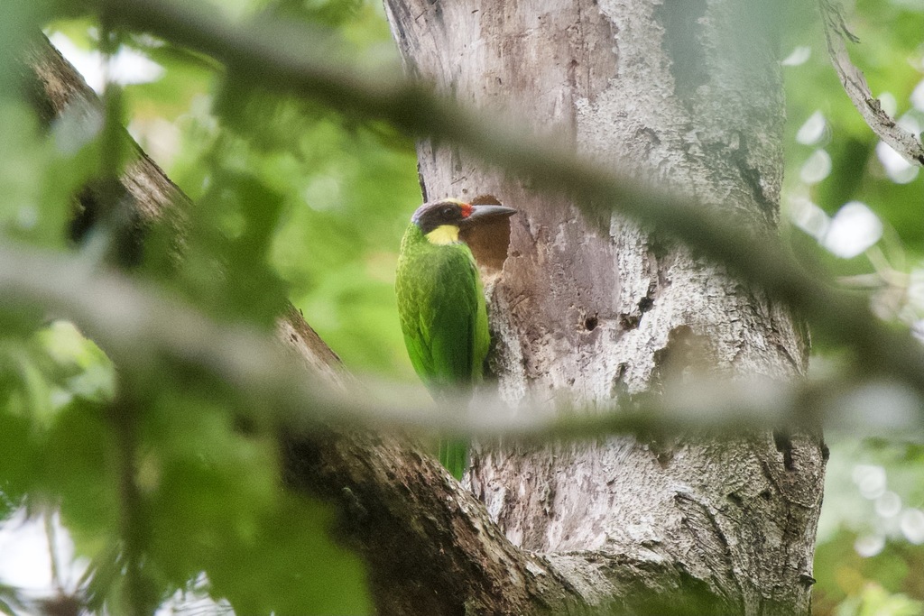 Gold-whiskered Barbet — Borneo wildlife, book, free download, jungle tour, bird, bird tour