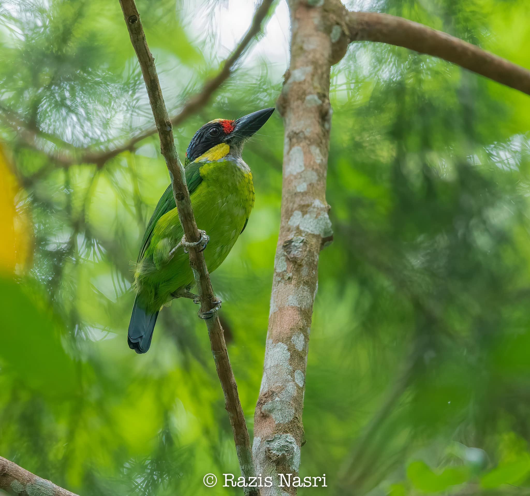 Gold-whiskered Barbet — Borneo wildlife, book, free download, jungle tour, bird, bird tour