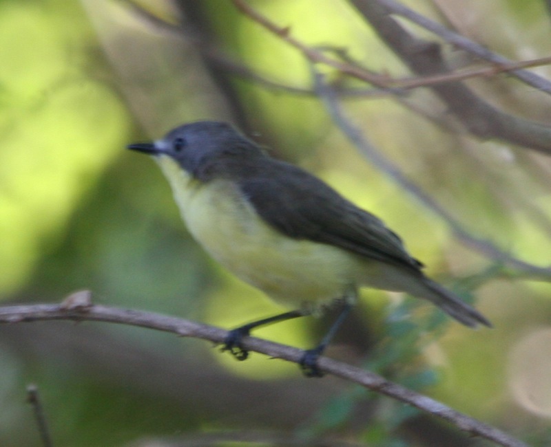 Golden-bellied Gerygone — Borneo wildlife, book, free download, jungle tour, bird, bird tour