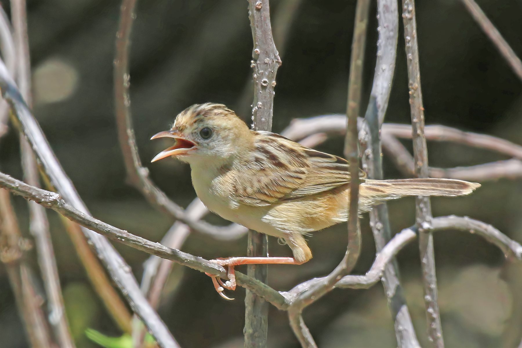 Golden-headed Cisticola — Borneo wildlife, book, free download, jungle tour, bird, bird tour