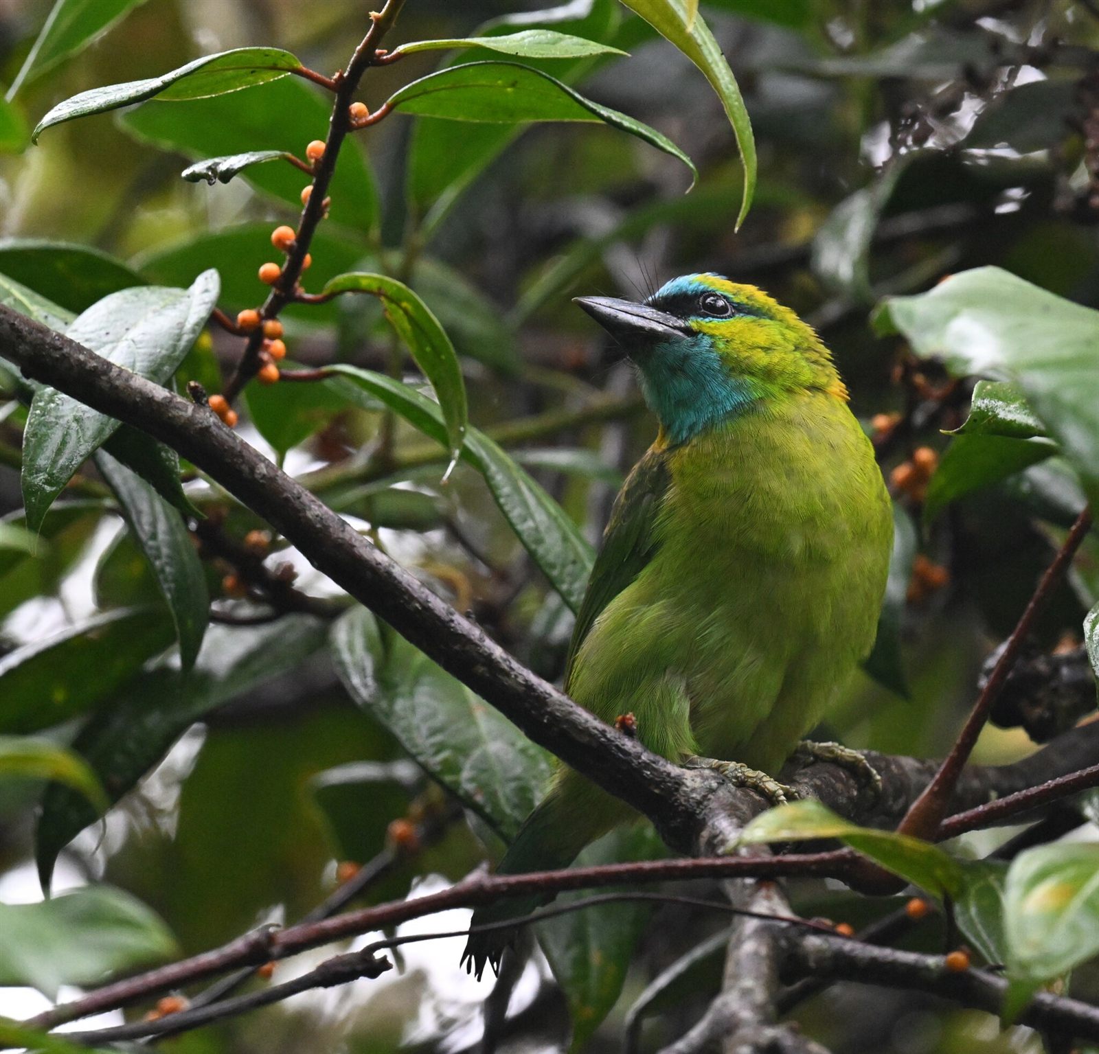 Golden-naped Barbet — Borneo wildlife, book, free download, jungle tour, bird, bird tour