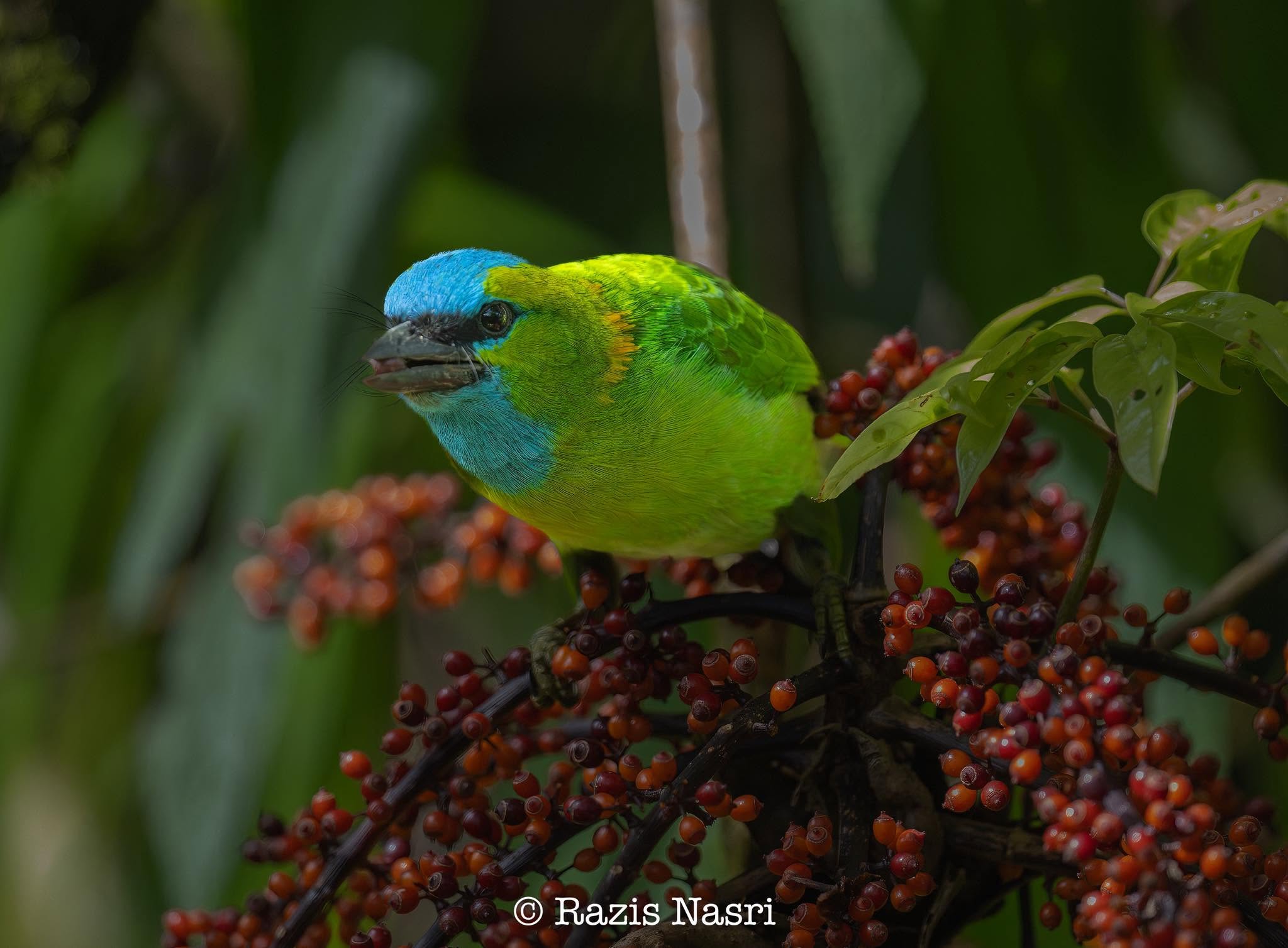 Golden-naped Barbet — Borneo wildlife, book, free download, jungle tour, bird, bird tour