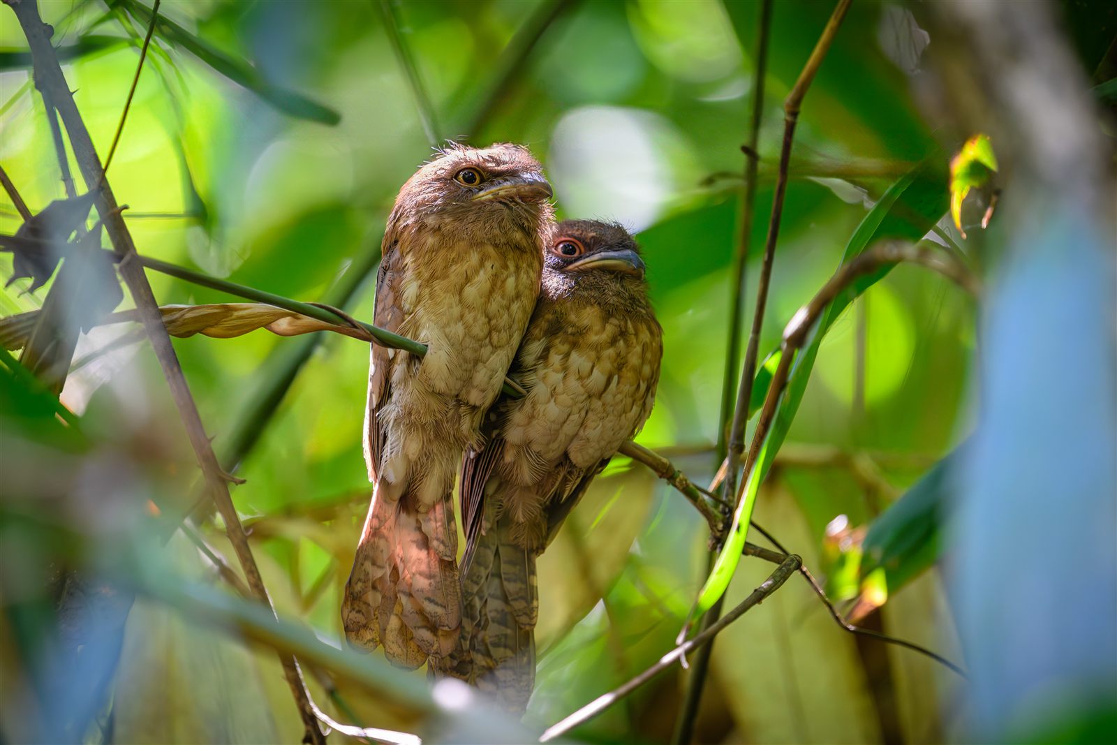 Gould's Frogmouth — Borneo wildlife, book, free download, jungle tour, bird, bird tour