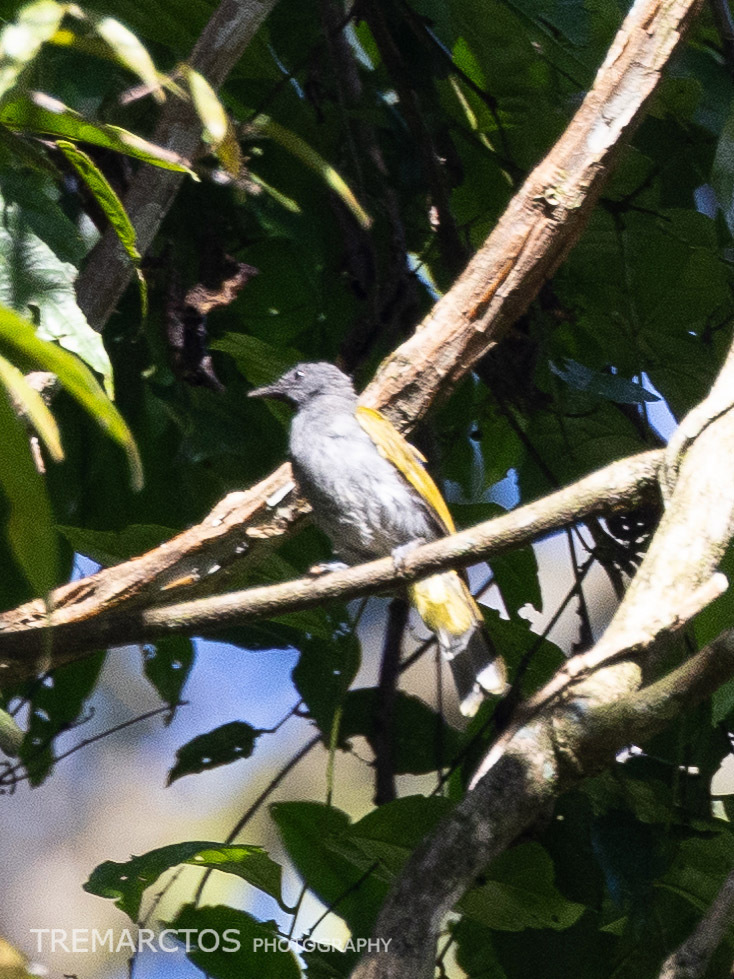 Gray-bellied Bulbul — Borneo wildlife, book, free download, jungle tour, bird, bird tour