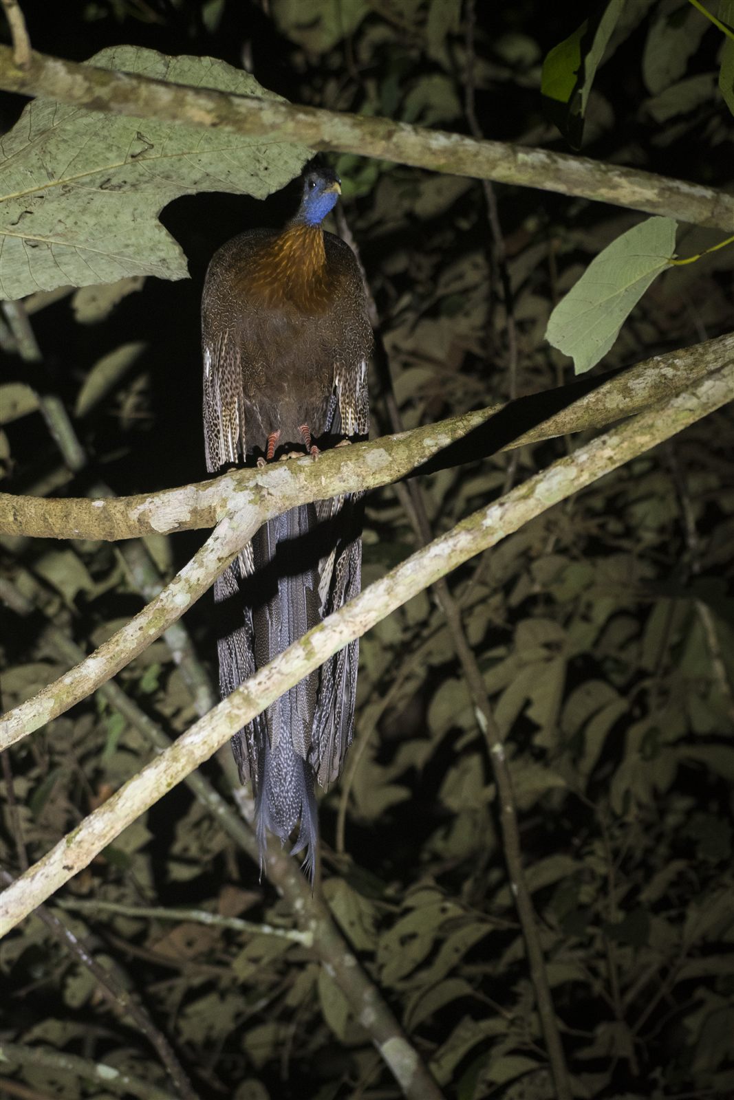 Great Argus — Borneo wildlife, book, free download, jungle tour, bird, bird tour