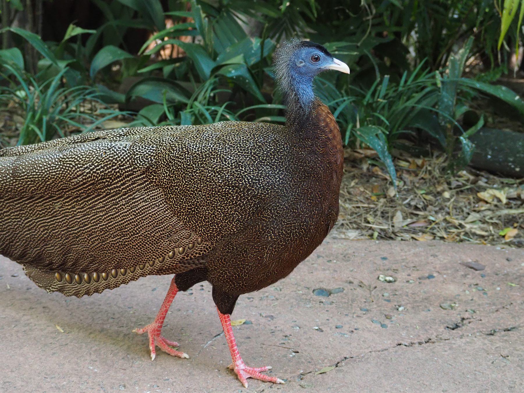 Great Argus — Borneo wildlife, book, free download, jungle tour, bird, bird tour