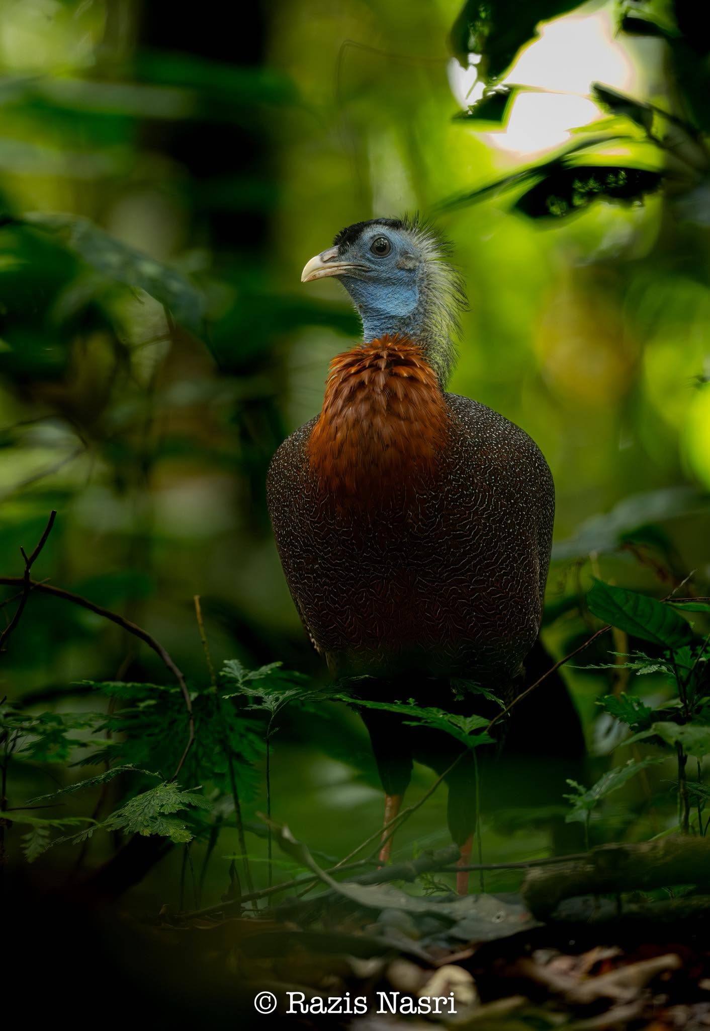 Great Argus — Borneo wildlife, book, free download, jungle tour, bird, bird tour