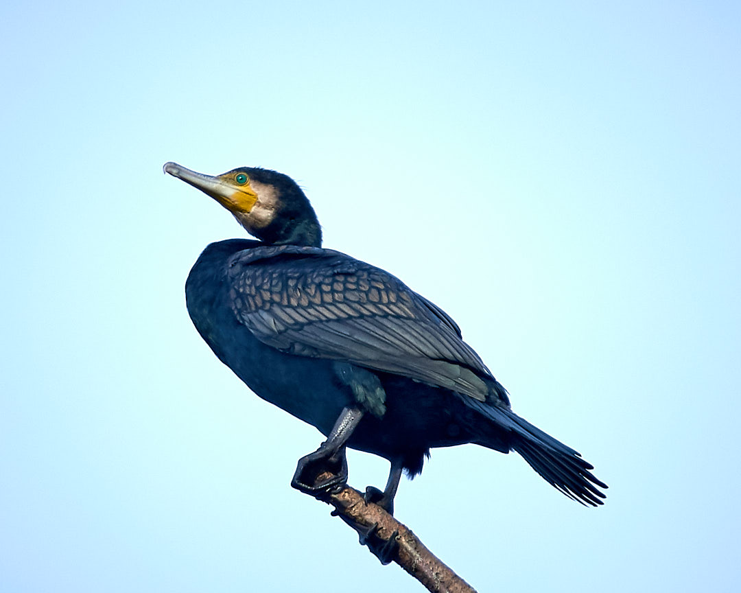 Great Cormorant — Borneo wildlife, book, free download, jungle tour, bird, bird tour