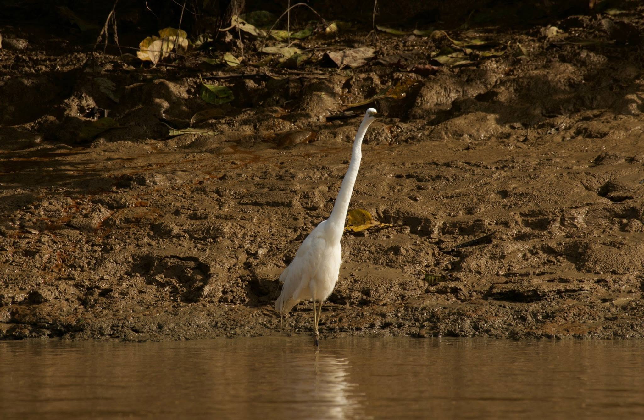 Great Egret — Borneo wildlife, book, free download, jungle tour, bird, bird tour