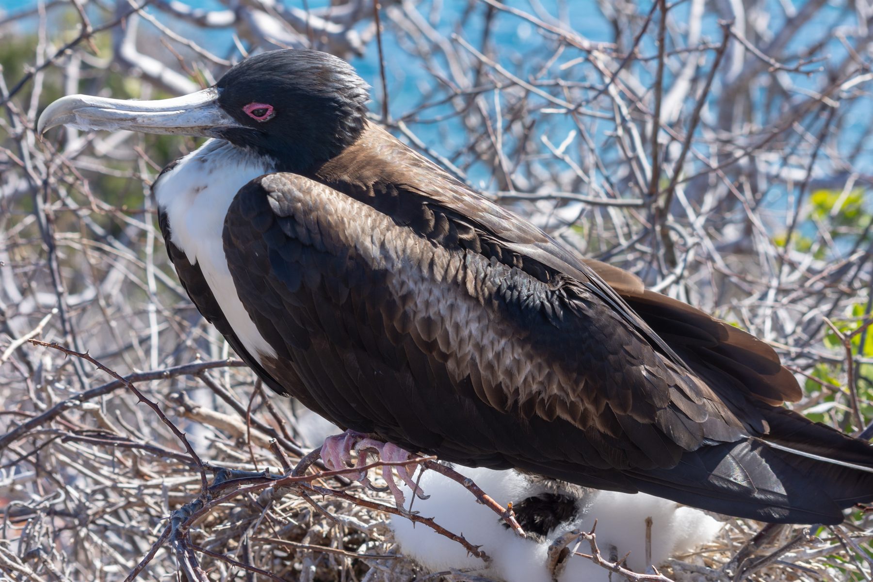 Great Frigatebird — Borneo wildlife, book, free download, jungle tour, bird, bird tour