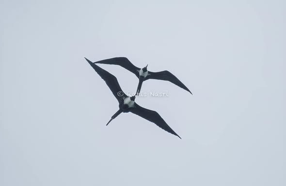 Great Frigatebird — Borneo wildlife, book, free download, jungle tour, bird, bird tour