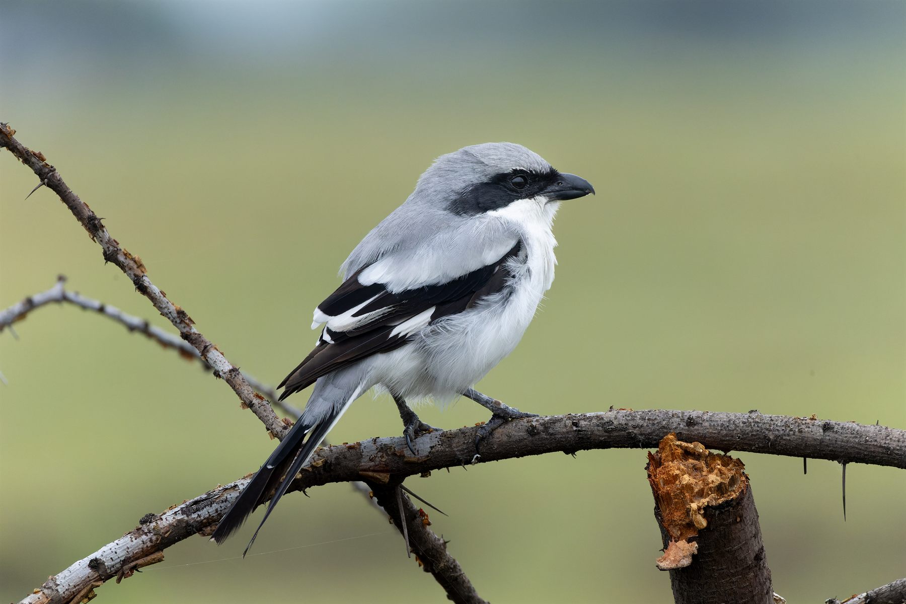 Great Gray Shrike — Borneo wildlife, book, free download, jungle tour, bird, bird tour