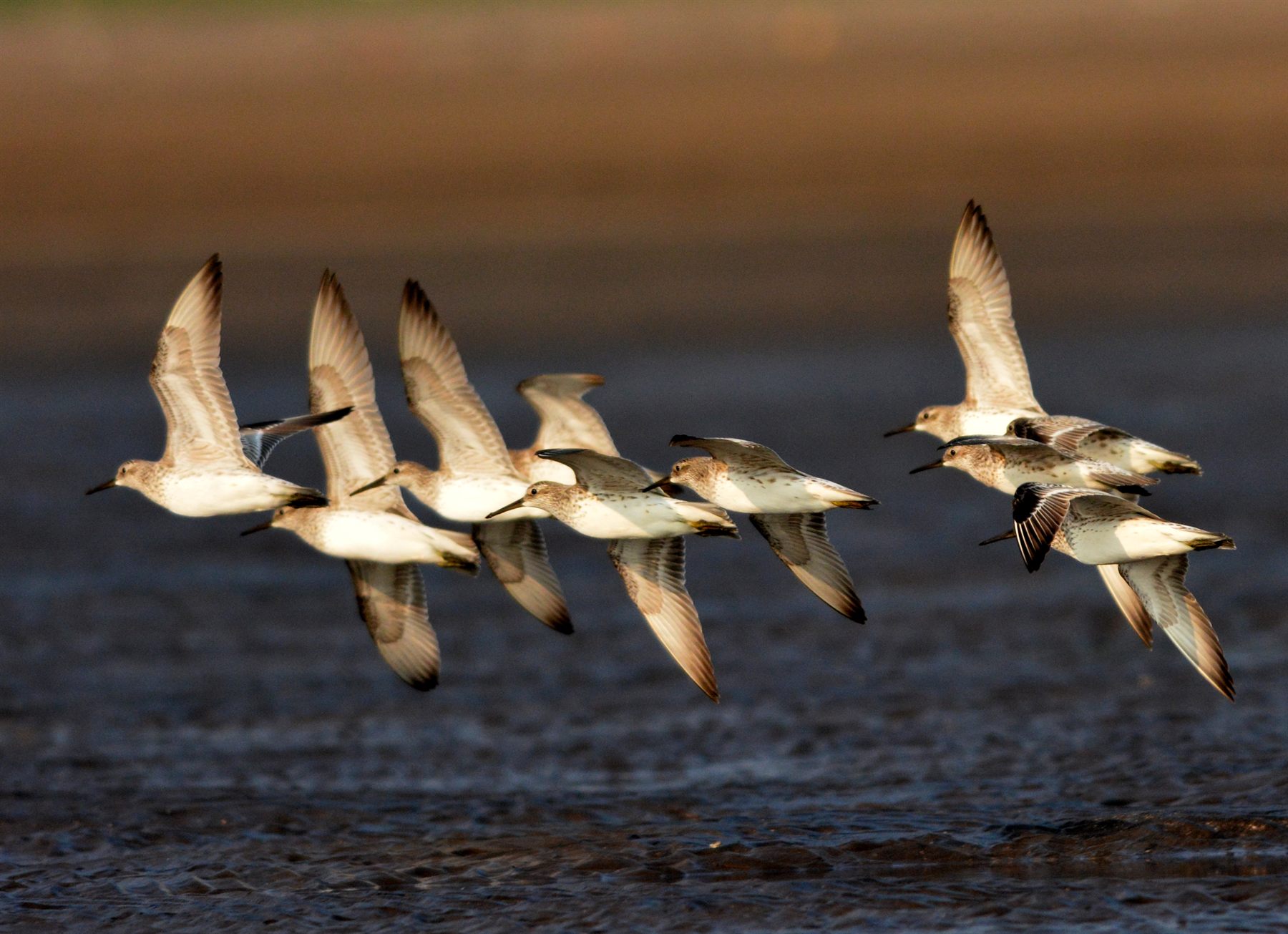 Great Knot — Borneo wildlife, book, free download, jungle tour, bird, bird tour