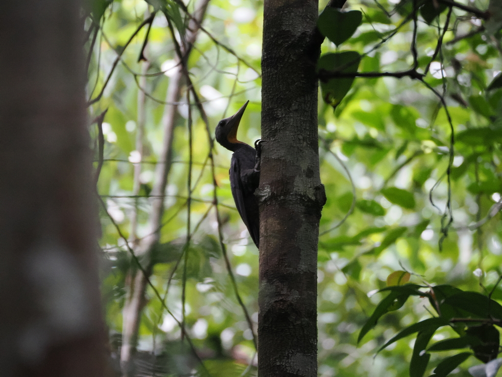 Great Slaty Woodpecker — Borneo wildlife, book, free download, jungle tour, bird, bird tour