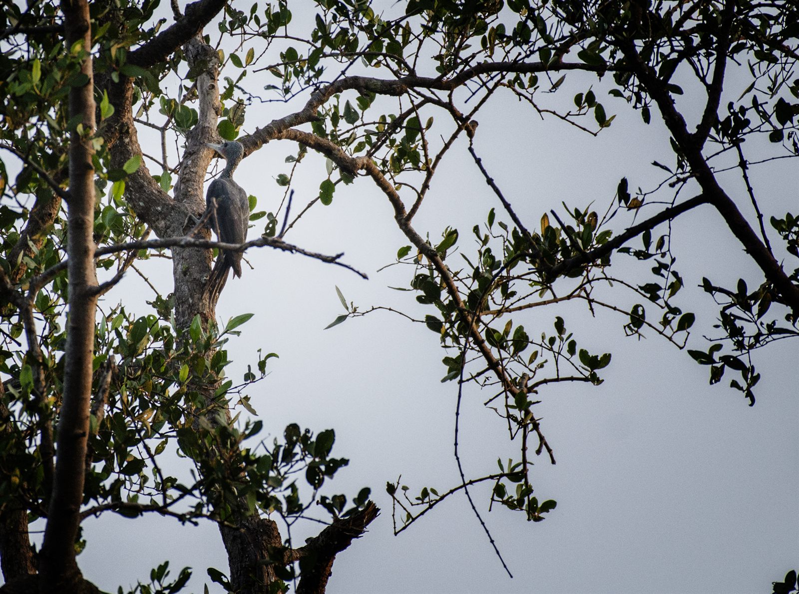 Great Slaty Woodpecker — Borneo wildlife, book, free download, jungle tour, bird, bird tour