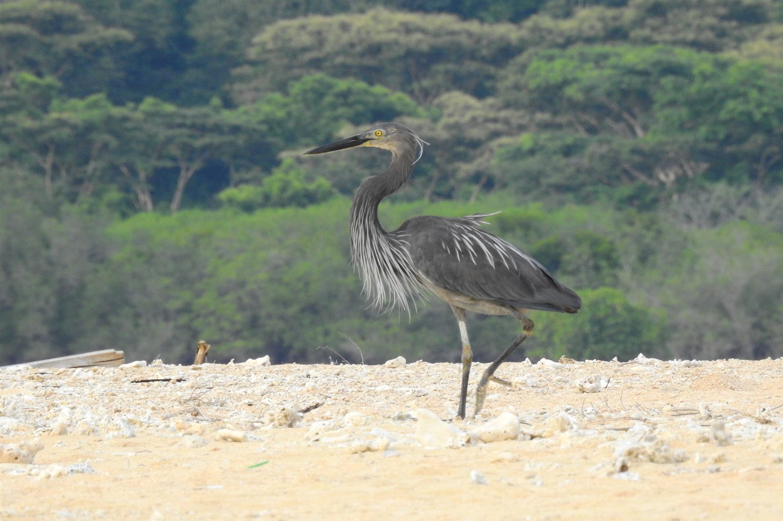 Great-billed Heron — Borneo wildlife, book, free download, jungle tour, bird, bird tour