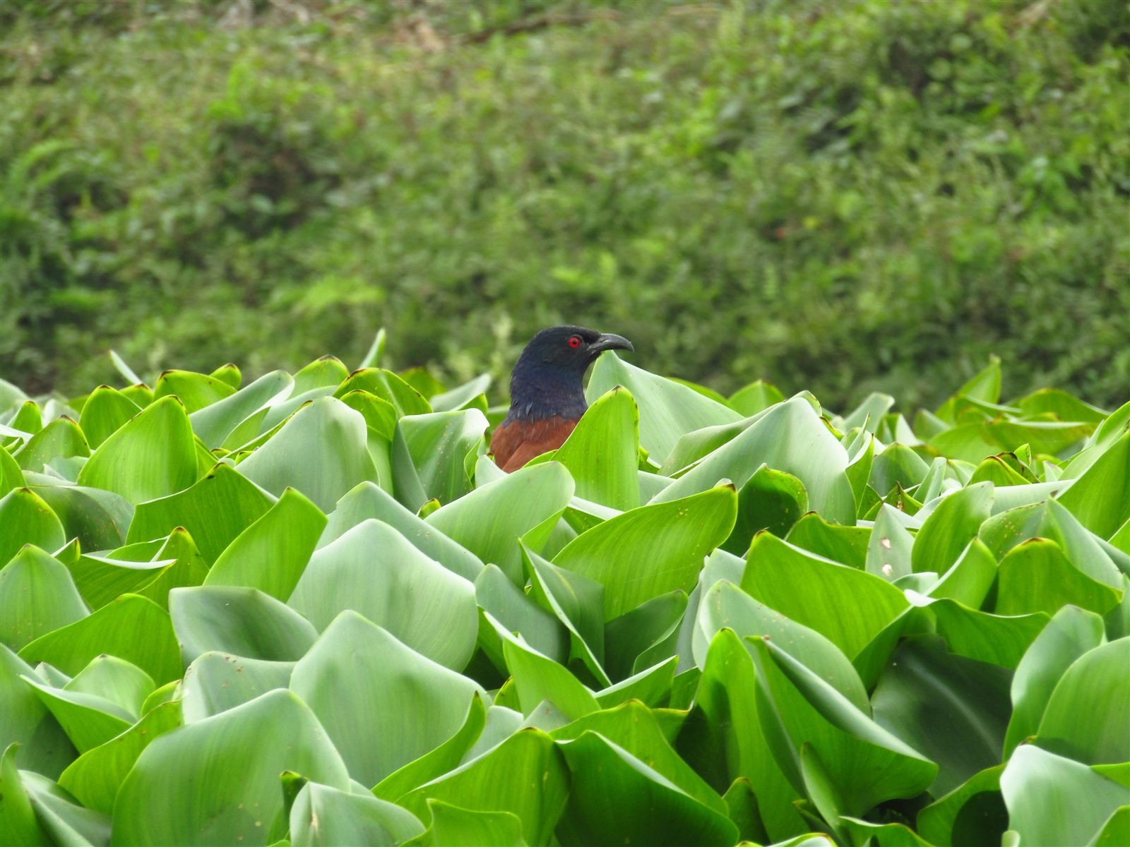Greater Coucal — Borneo wildlife, book, free download, jungle tour, bird, bird tour