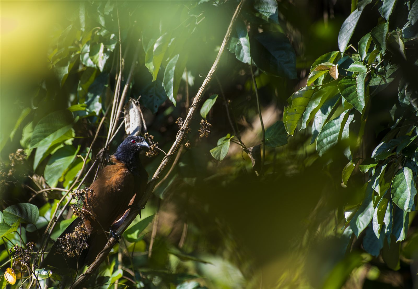 Greater Coucal — Borneo wildlife, book, free download, jungle tour, bird, bird tour