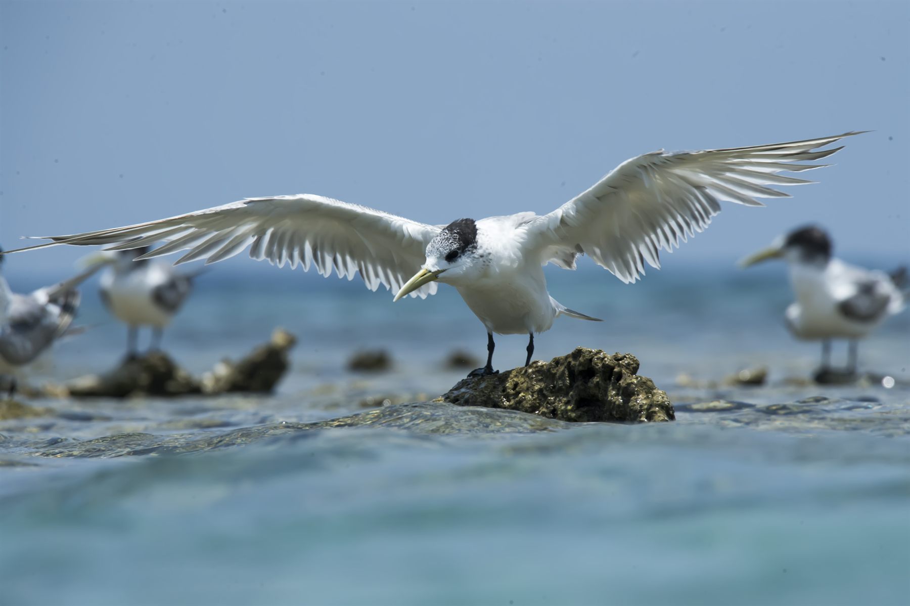 Great Crested Tern — Borneo wildlife, book, free download, jungle tour, bird, bird tour