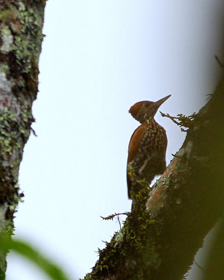 Greater Flameback — Borneo wildlife, book, free download, jungle tour, bird, bird tour