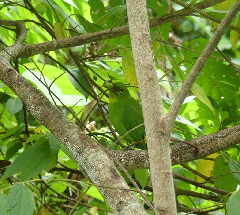 Greater Green Leafbird — Borneo wildlife, book, free download, jungle tour, bird, bird tour