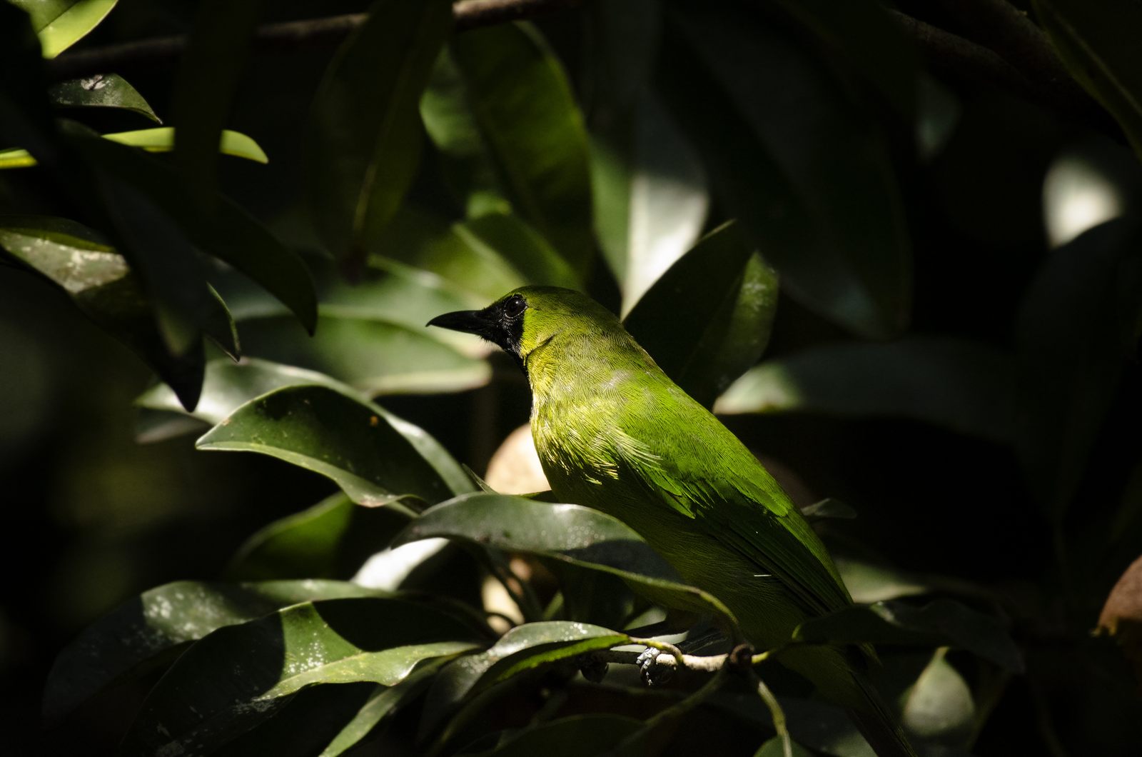 Greater Green Leafbird — Borneo wildlife, book, free download, jungle tour, bird, bird tour