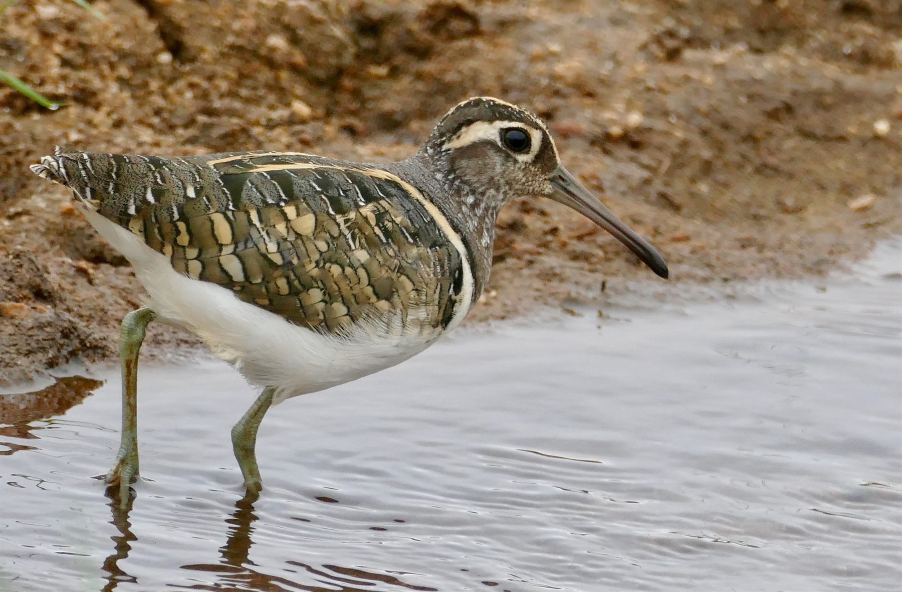Greater Painted-snipe — Borneo wildlife, book, free download, jungle tour, bird, bird tour