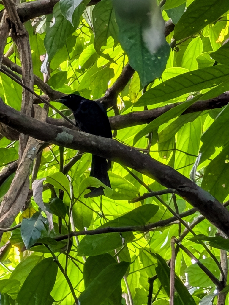 Greater Racket-tailed Drongo — Borneo wildlife, book, free download, jungle tour, bird, bird tour