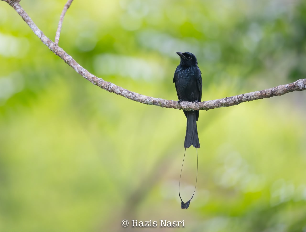 Greater Racket-tailed Drongo — Borneo wildlife, book, free download, jungle tour, bird, bird tour