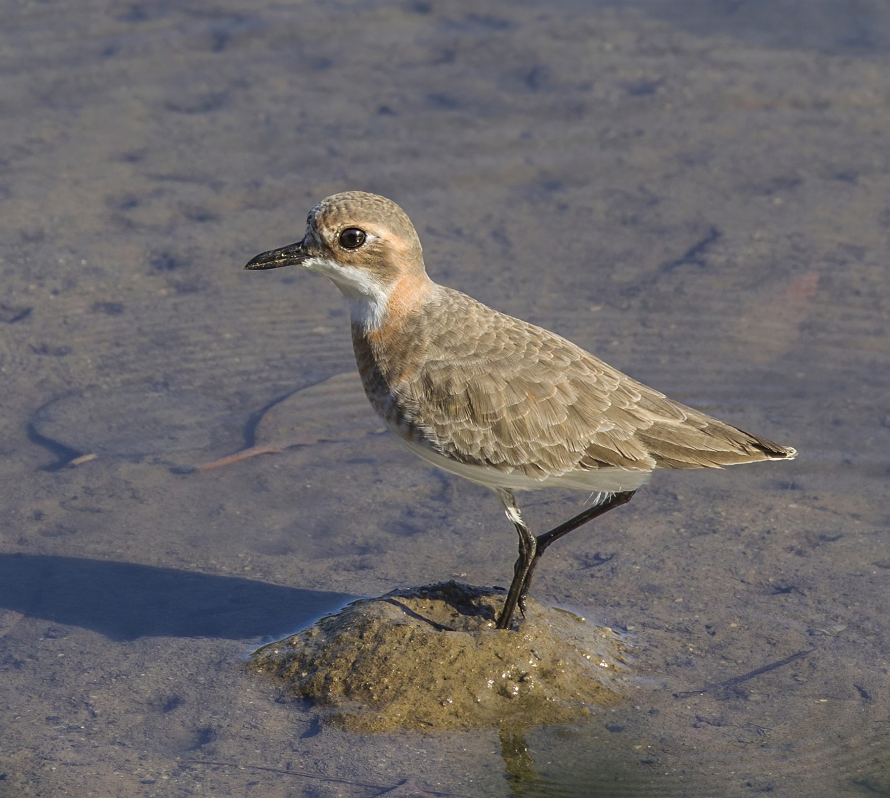 Greater Sand-Plover — Borneo wildlife, book, free download, jungle tour, bird, bird tour