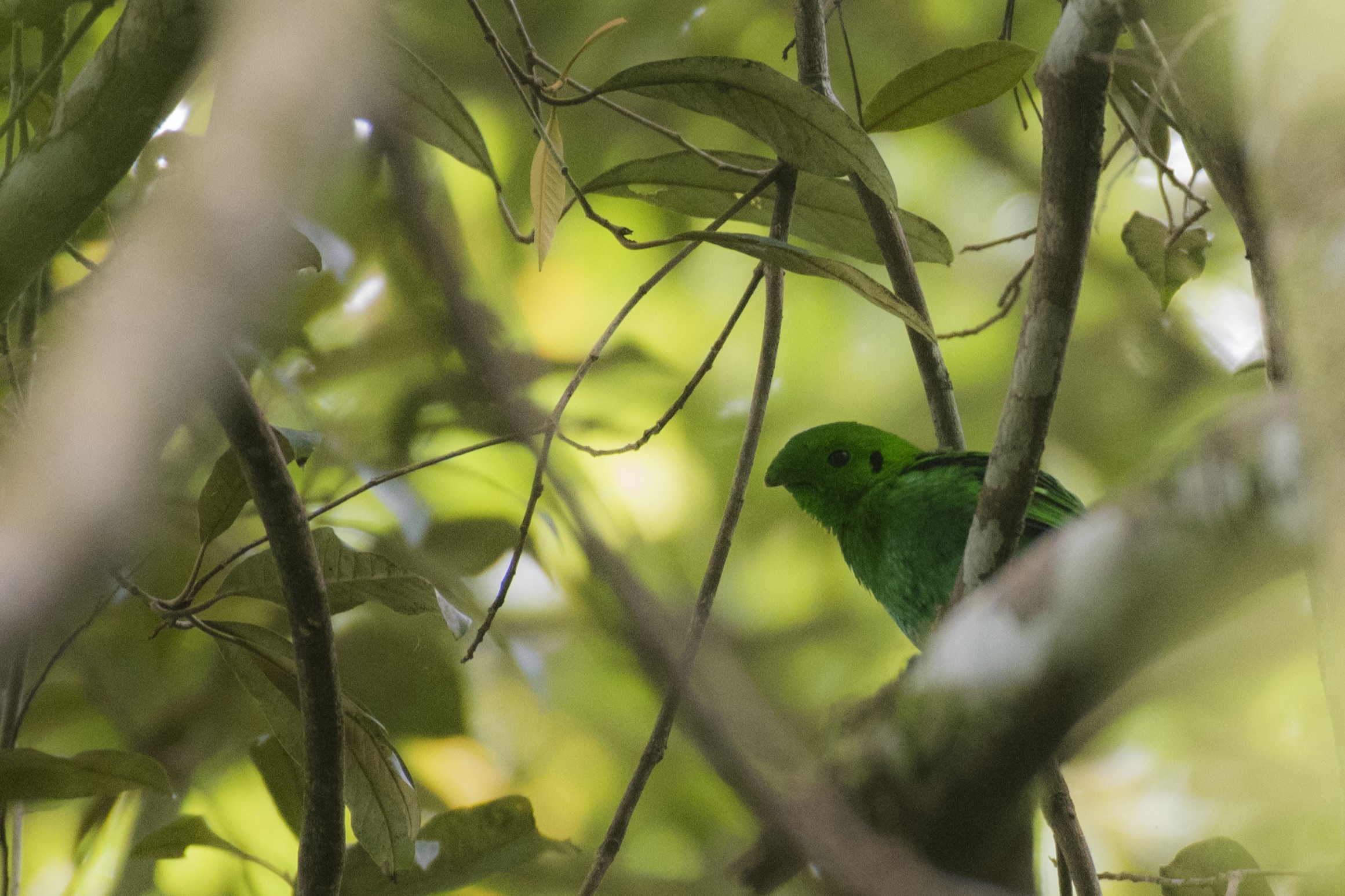 Green Broadbill — Borneo wildlife, book, free download, jungle tour, bird, bird tour