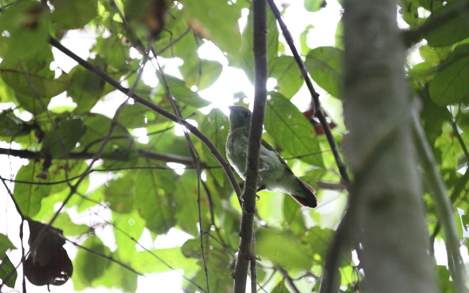 Green Broadbill — Borneo wildlife, book, free download, jungle tour, bird, bird tour