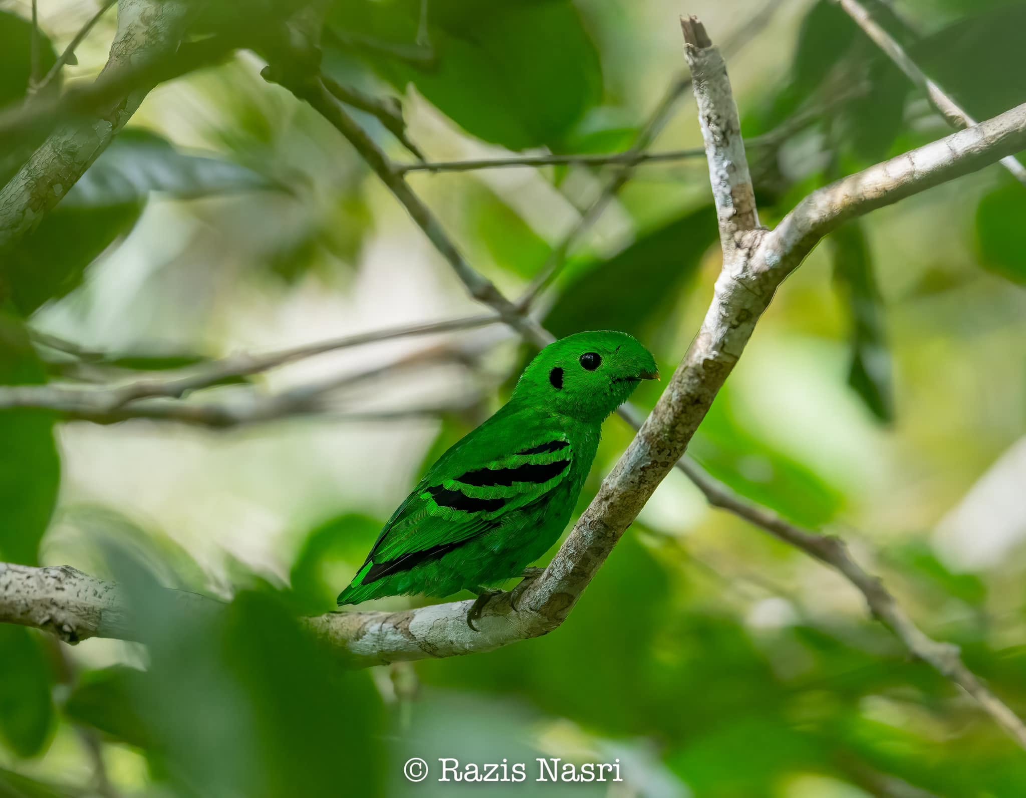 Green Broadbill — Borneo wildlife, book, free download, jungle tour, bird, bird tour