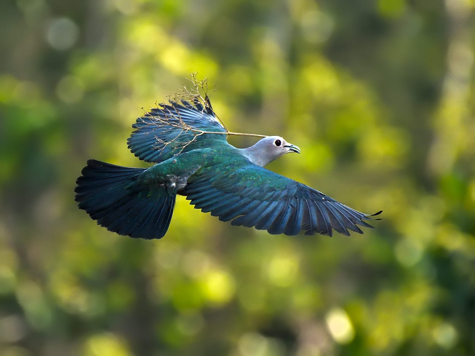 Green Imperial-Pigeon — Borneo wildlife, book, free download, jungle tour, bird, bird tour