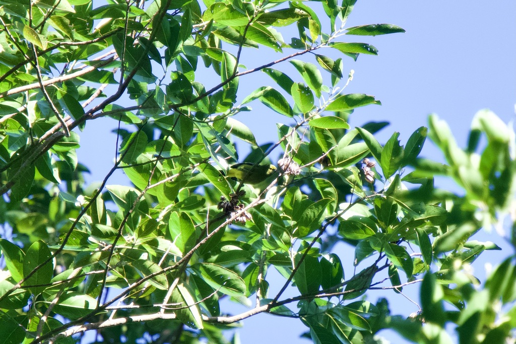 Green Iora — Borneo wildlife, book, free download, jungle tour, bird, bird tour