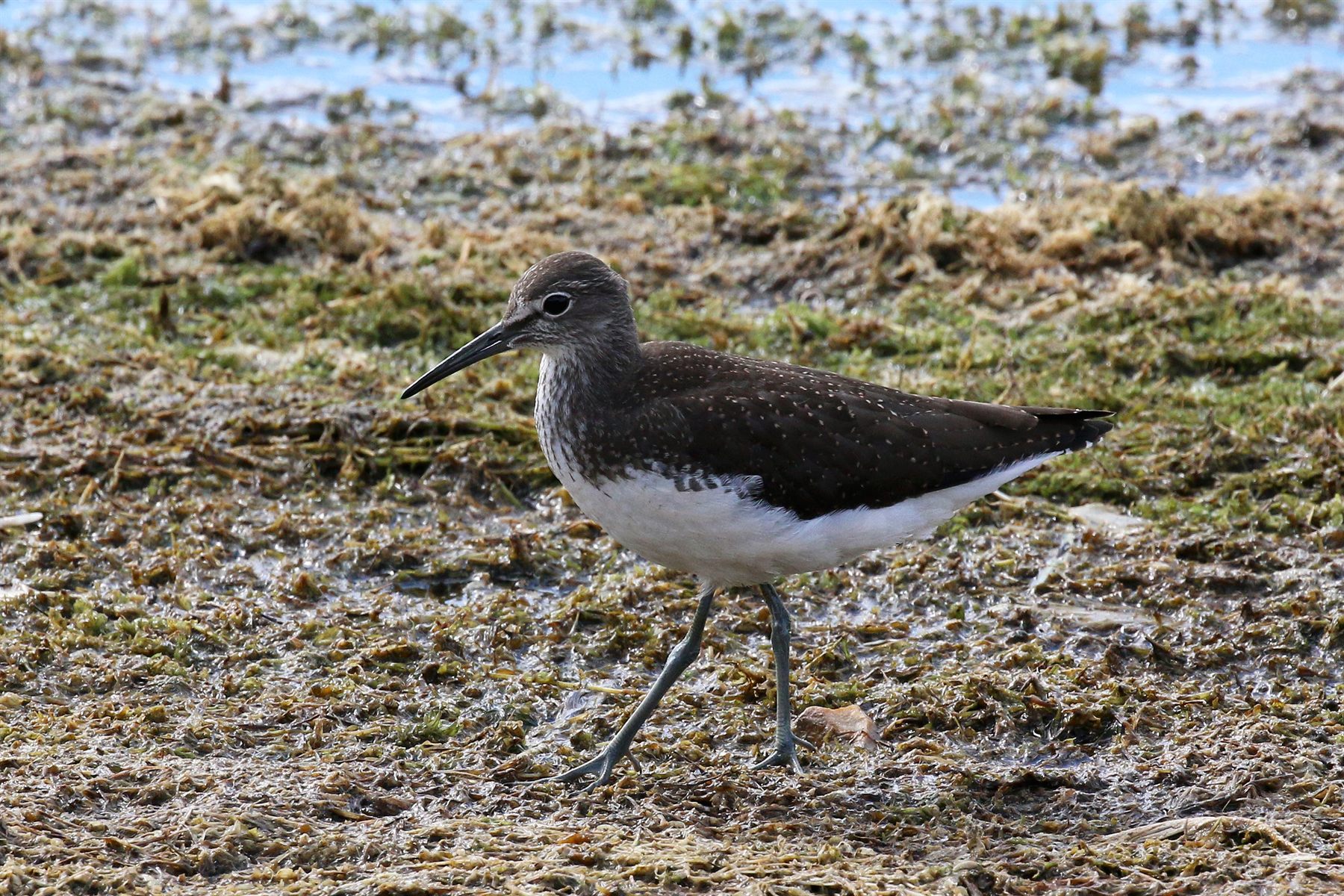 Green Sandpiper — Borneo wildlife, book, free download, jungle tour, bird, bird tour