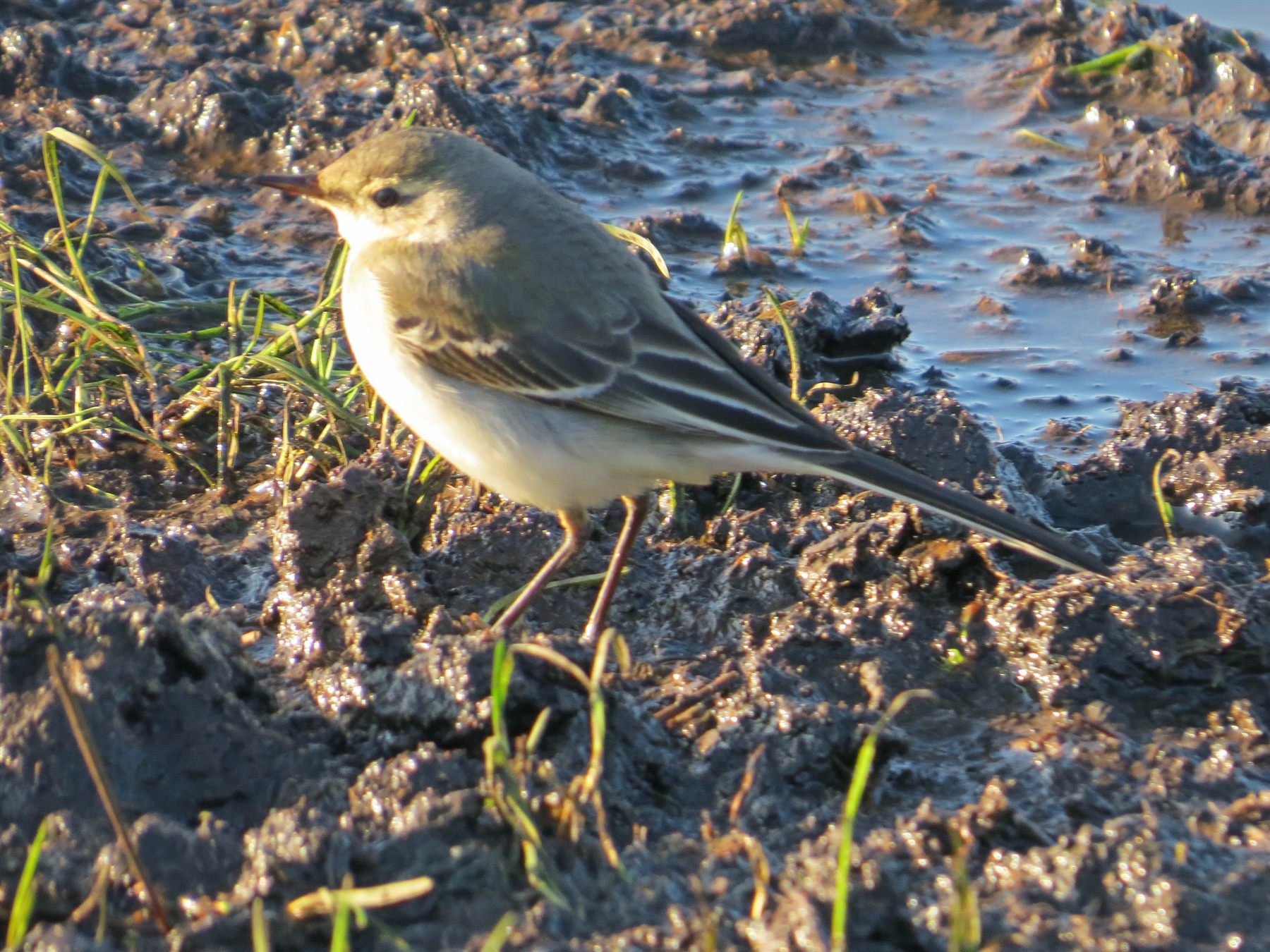 Eastern Yellow Wagtail — Borneo wildlife, book, free download, jungle tour, bird, bird tour