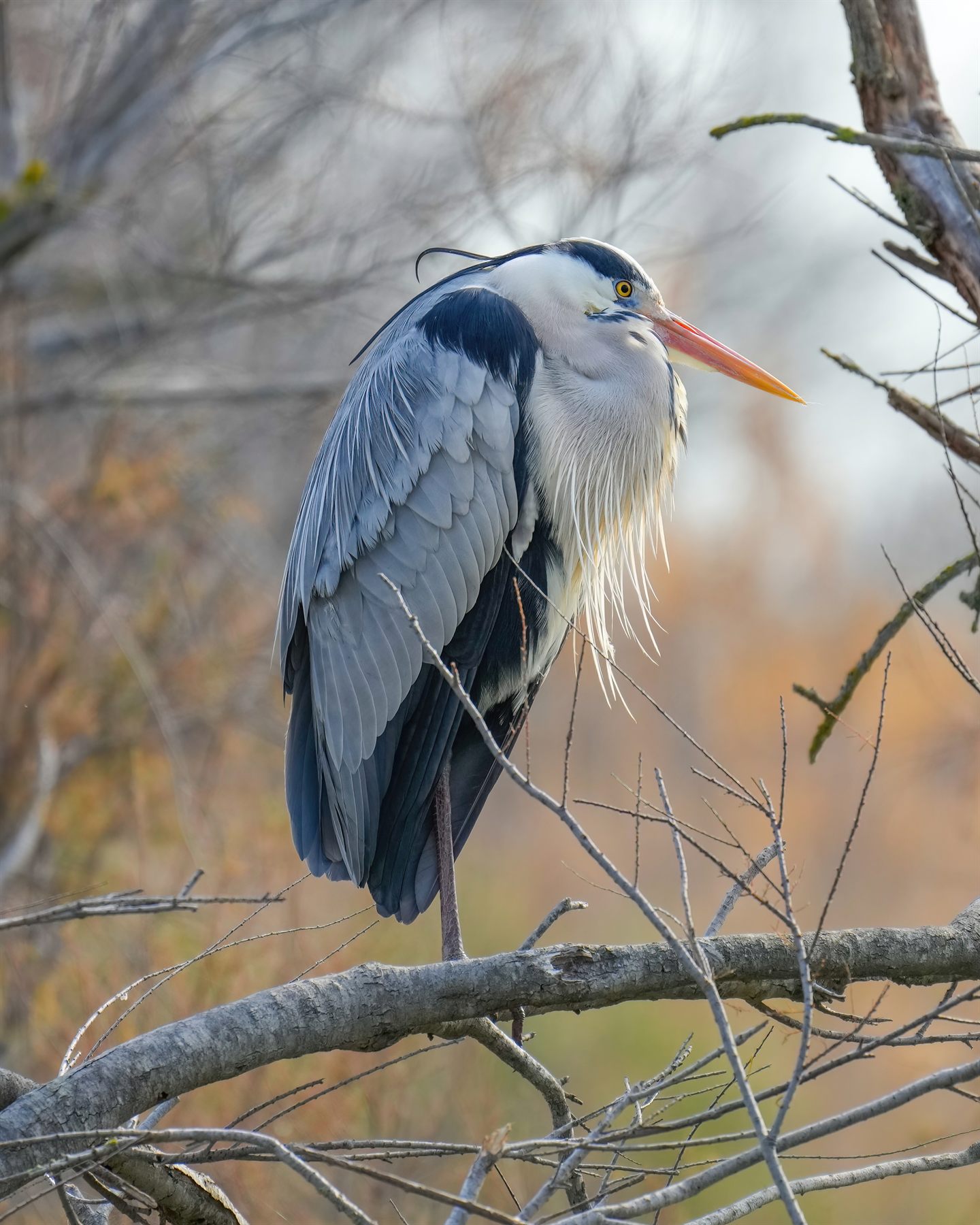 Gray Heron — Borneo wildlife, book, free download, jungle tour, bird, bird tour